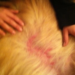 Critter Sitters/Critter Clippers