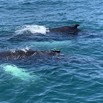 7 Seas Whale Watch - Whale Watching Tours Near Me - Gloucester, Massachusetts