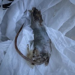 Porter Vacation Rental Management - The dead rat we found in our pool on the first day of our stay.