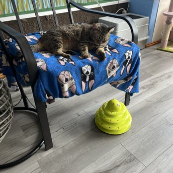 Bajah's Cat Cafe - Cafes Near Me - Tiverton, Rhode Island