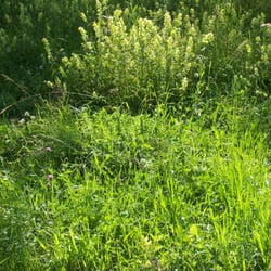 Die Naturwiese - Idylle, mitten in der Stadt