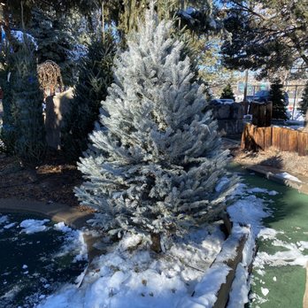 Tree Town Wonderland - This is the tree we came home with. Snow-tip black hills spruce. - Christmas Trees Near Me - Denver, Colorado Tree Town Wonderland - This is the tree we came home with. Snow-tip black hills spruce. - Christmas Trees Near Me - Denver, Colorado