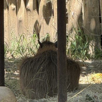 Dallas Zoo - Zoos Near Me - Dallas, Texas Dallas Zoo - Zoos Near Me - Dallas, Texas