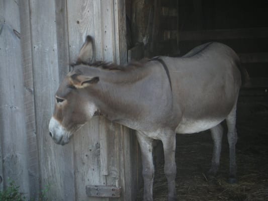 Coggeshall Farm Museum by null