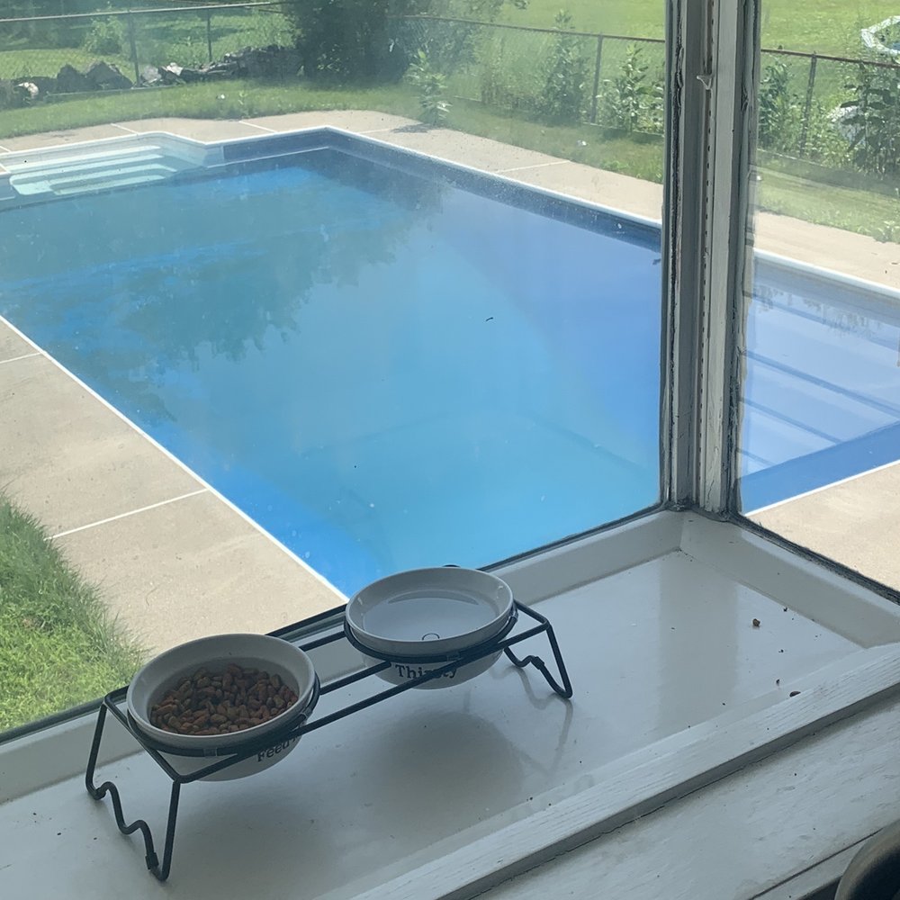 Blue Crew Pools - Excuse my cat bowl ... dirty pool from distance - Pool Cleaners Near Me - East Greenbush, New York