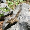 Glacier Basin Trail gift card