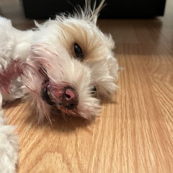 Doggie In The Window - Apple before they helped me clean her up. - Pet Groomers Near Me - Las Vegas, Nevada
