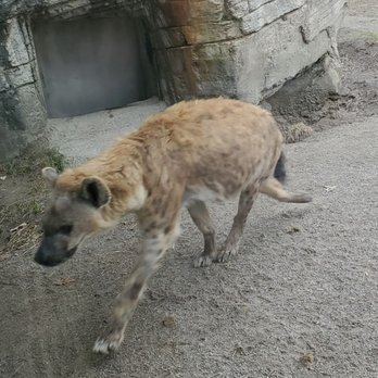 The Buffalo Zoo - Pacing hyena - Zoos Near Me - Buffalo, New York
