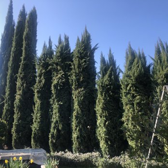 Laguna Tree Service - Tree Services Near Me