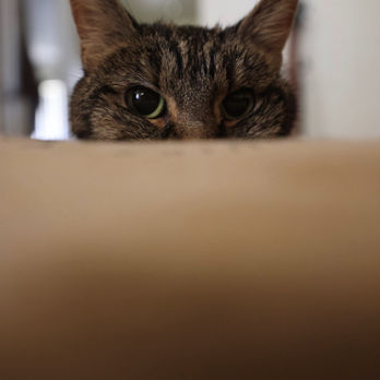 Paws Into Grace - Pet Hospice Near Me Paws Into Grace - Pet Hospice Near Me