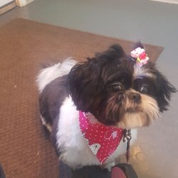 Trish's Loving Clips - Elle, showing off her new style