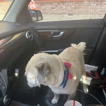 Wow Doggy Pet Salon - after - Pet Groomers Near Me - Gardena, California