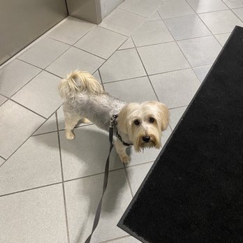 D.O.G  -  Coral Gables - Pet Groomers Near Me - Coral Gables, Florida