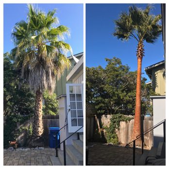 Pacific Landscaping & Tree Service - PALM TREE SKINNING BEFORE AND AFTER PICTURE! - Tree Services Near Me - Pacific Grove, California Pacific Landscaping & Tree Service - PALM TREE SKINNING BEFORE AND AFTER PICTURE! - Tree Services Near Me - Pacific Grove, California