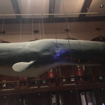 Bishop Museum - Whale in Hawaiian hall - Museums Near Me - Honolulu, Hawaii