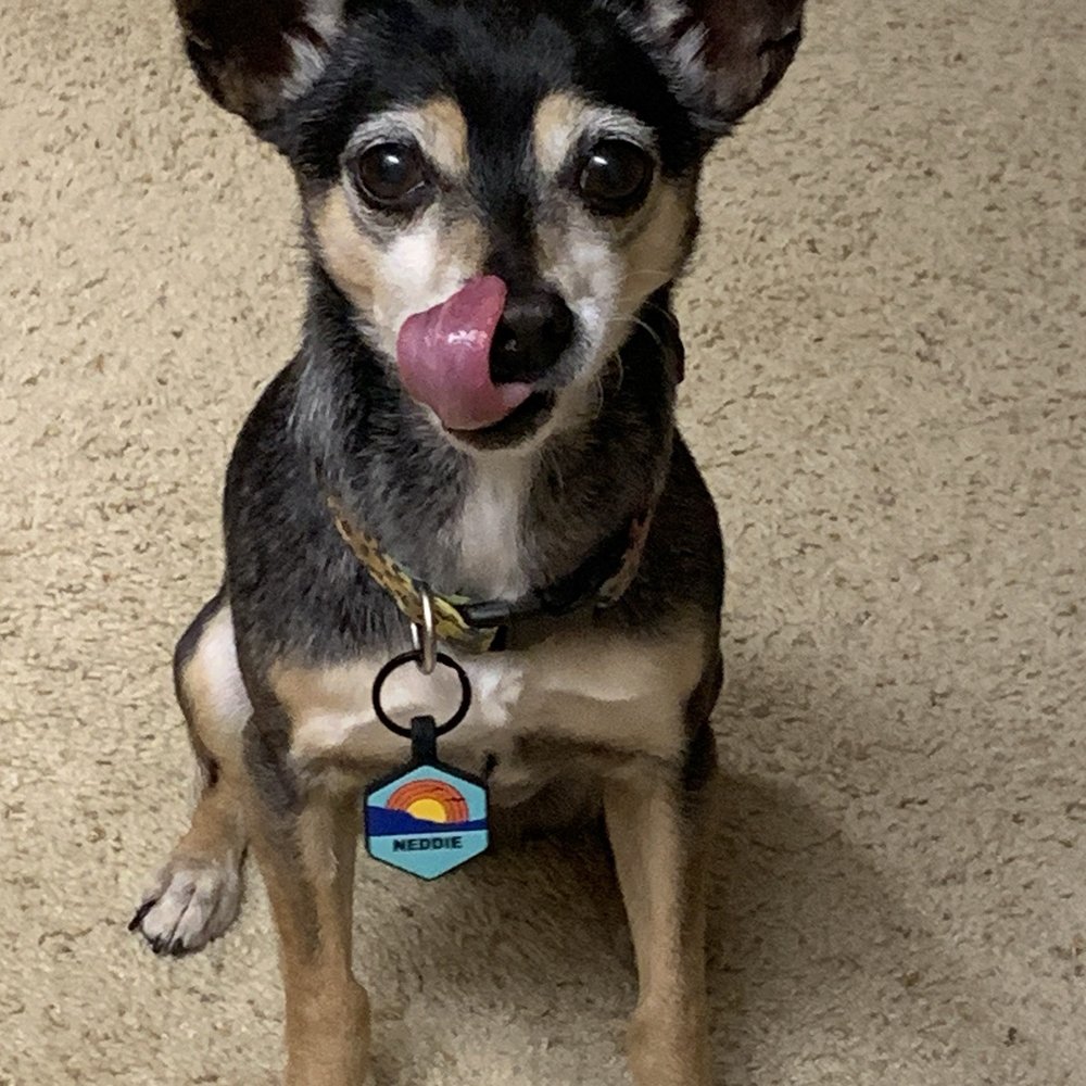 Pawsitively Reliable Pet Care - Pet Sitting Near Me