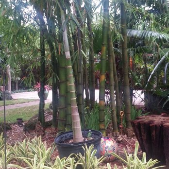 Bamboo And Orchid Gardens - Landscaping Near Me - Davie, Florida Bamboo And Orchid Gardens - Landscaping Near Me - Davie, Florida