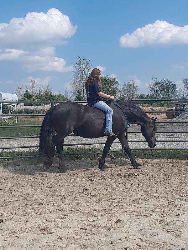 Silver Saddle - equestrian in Lincoln, NE