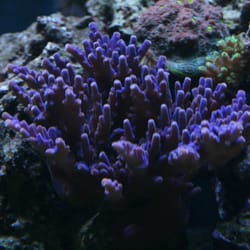 Sublime Aquarium Care