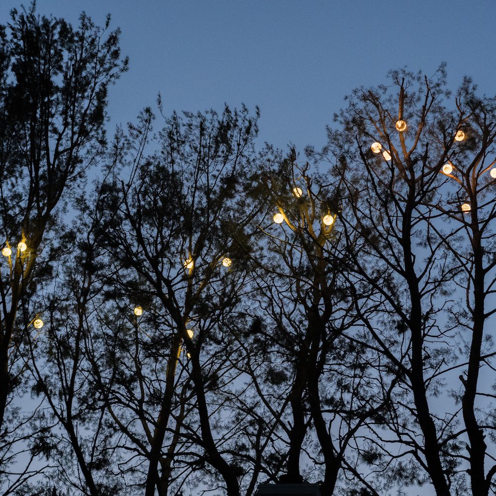 Artist Tree Service - the trees all lit up - Tree Services Near Me - Sylmar, California