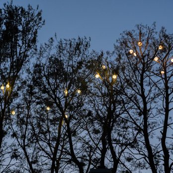 Artist Tree Service - the trees all lit up - Tree Services Near Me - Sylmar, California