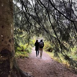 Canopy of branches