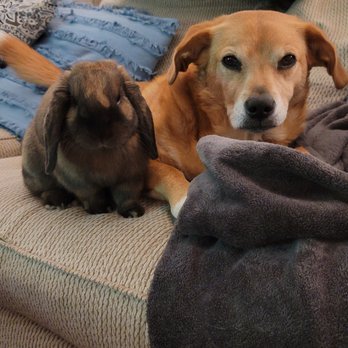 Roots Veterinary Hospital - Veterinarians Near Me - Tappan, New York Roots Veterinary Hospital - Veterinarians Near Me - Tappan, New York