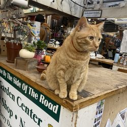 House by the Side of the Road - Cat! (Doesn't really care about anyone besides his people)