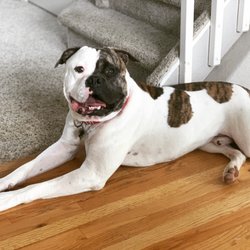 Buff Pups - Overnight sitting