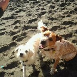 Rocco and Friends party at the beach!
