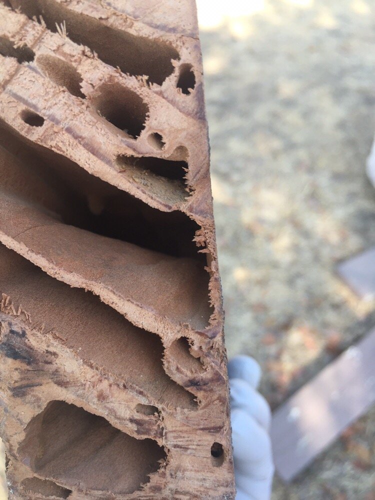 SMASH TERMITE AND PEST CONTROL Updated August 2024 30 Photos & 17