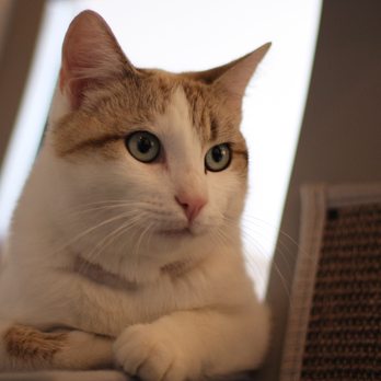 Cat & Craft - Doing some modeling. - Coffee & Tea Near Me - Vista, California Cat & Craft - Doing some modeling. - Coffee & Tea Near Me - Vista, California