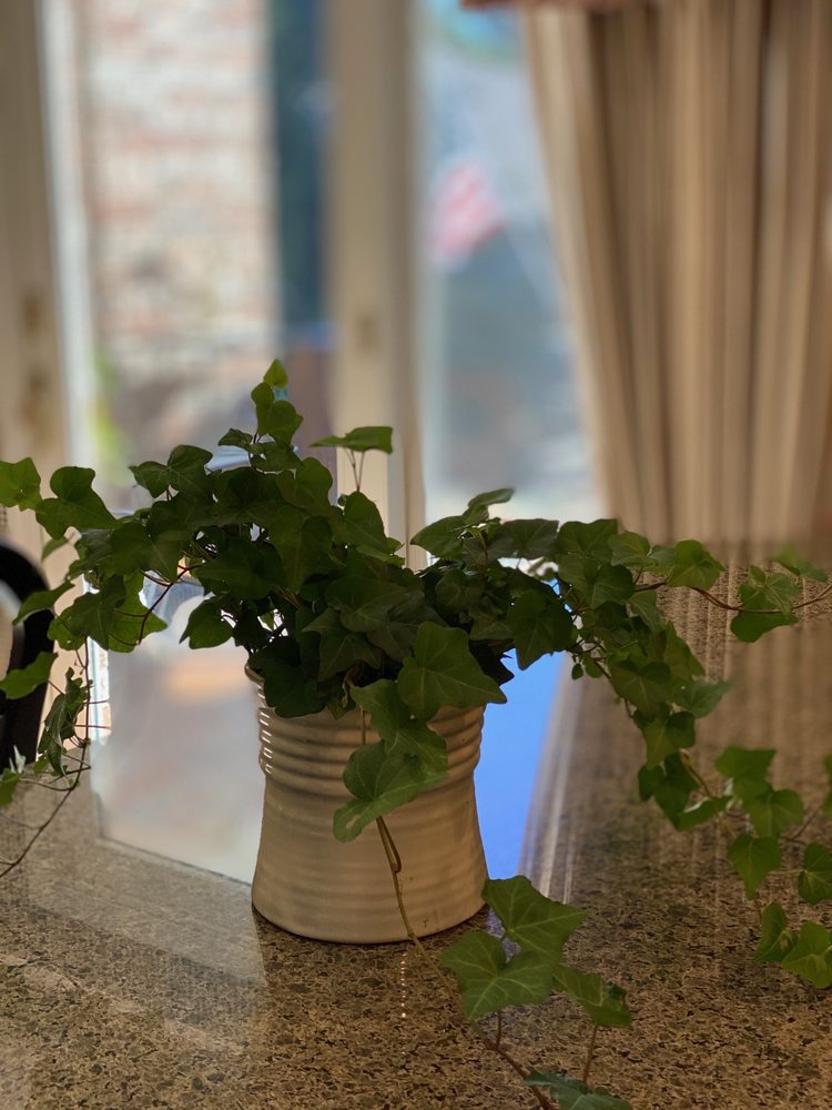 NEST Updated August 2024 1856 E Cinderella Rd, Springfield, Missouri Florists Phone