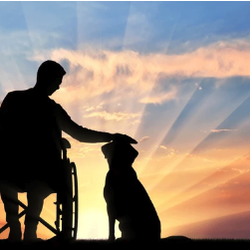 Emotional Support Animals