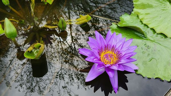 Ashikaga Flower Park by null