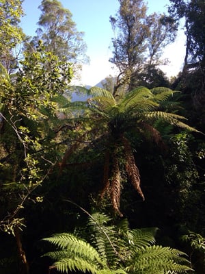 Legacy Te Waonui Hotel Franz Josef by null