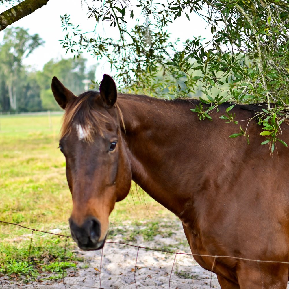 Healing Hearts Therapies & Equine - grief counselor in DeLand, FL