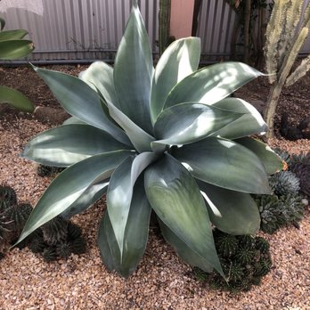The Prickly Pear - Nurseries & Gardening Near Me - Sacramento, California The Prickly Pear - Nurseries & Gardening Near Me - Sacramento, California