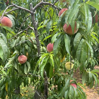 Gregg Farms - more peaches - Farmers Market Near Me - Concord, Georgia