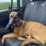 Woof Gang Bakery & Grooming