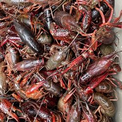 Louie Louie Seafood Market