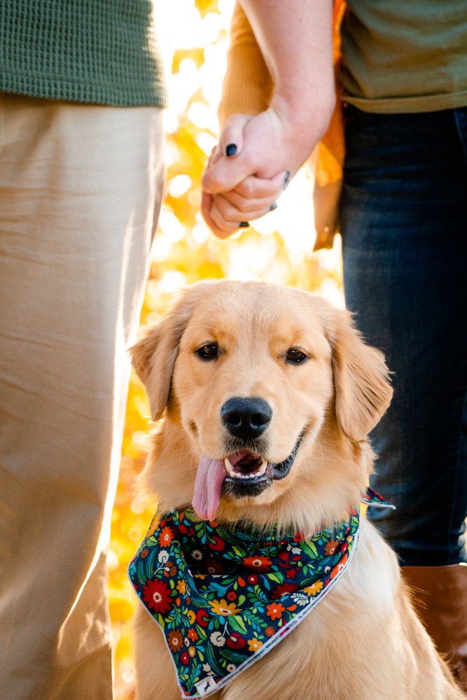 CLOVIS PET HOSPITAL 14 Photos & 75 Reviews 733 Hoblitt Ave, Clovis