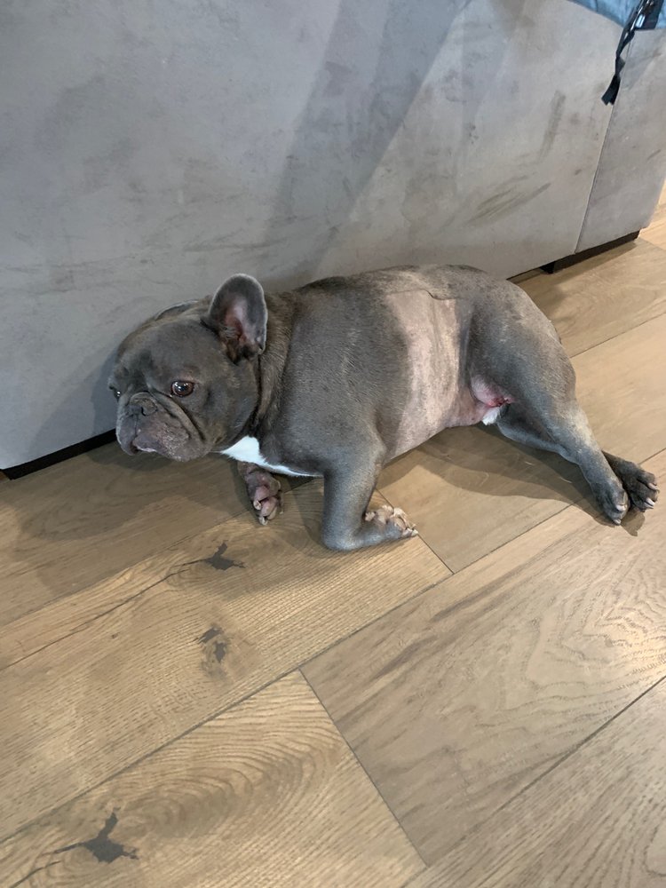 SUNNYSIDE ANIMAL HOSPITAL Updated October 2024 18 Reviews 5100 N Star Rd, Meridian, Idaho