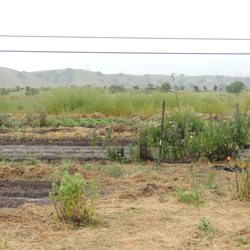 Namu Gaji Farm - The Namu Gaji Farm in Sunol
