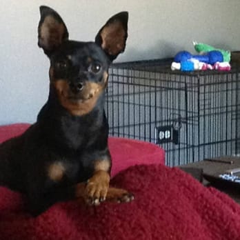 Tail Waggin' Pet Services - Juju the mini. Pinscher that is! - Dog Walkers Near Me Tail Waggin' Pet Services - Juju the mini. Pinscher that is! - Dog Walkers Near Me