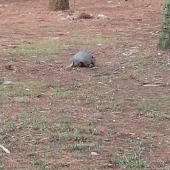 Hontoon Island State Park - Lots of armadillos - Parks Near Me - DeLand, Florida Hontoon Island State Park - Lots of armadillos - Parks Near Me - DeLand, Florida
