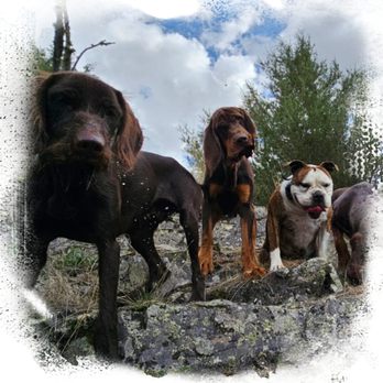 Tally Ho K9 - Pet Training Near Me - polson, Montana Tally Ho K9 - Pet Training Near Me - polson, Montana