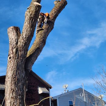 Royal Oak Tree Services - Give us a call for a free consultation - Tree Services Near Me - Tarentum, Pennsylvania