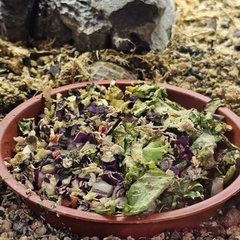 East Bay Vivarium - Their food was Hella dry and seems to be there for days - Reptile Shops Near Me - Berkeley, California East Bay Vivarium - Their food was Hella dry and seems to be there for days - Reptile Shops Near Me - Berkeley, California