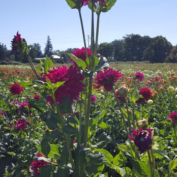 Swan Island Dahlias - Nurseries & Gardening Near Me - Canby, Oregon